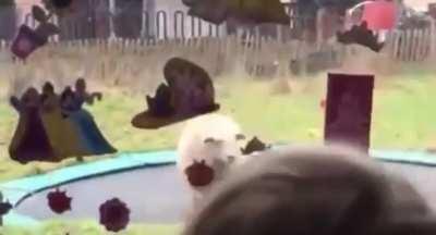 When the shepherd’s away the sheep will play