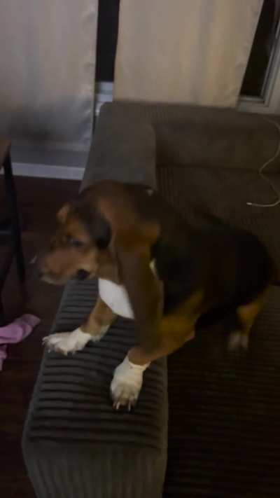 Gracie getting called out for getting into the litter box