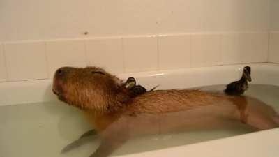 Capybara Island for the ducklings