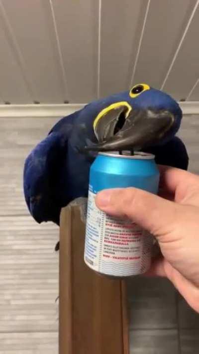 Our Hyacinth Macaw James also works as a can opener