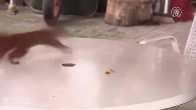 Over-excited squirrel