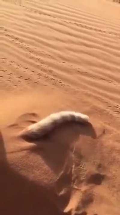 Mysterious creature discovered in the desert.