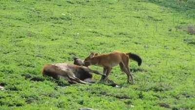 Dhole making a clean Sambar fawn kill.