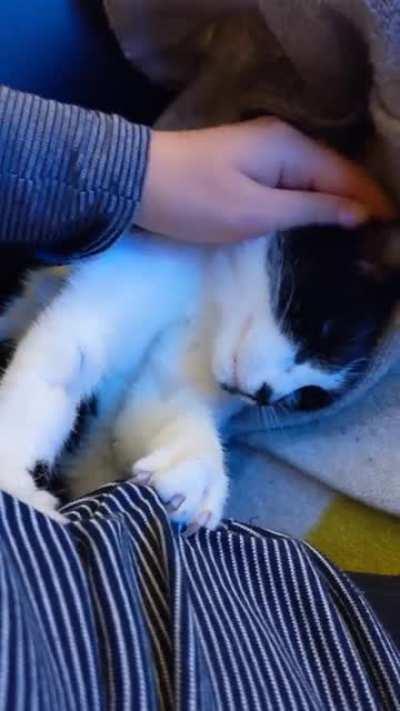 I pet you, you pet me, that's how it works