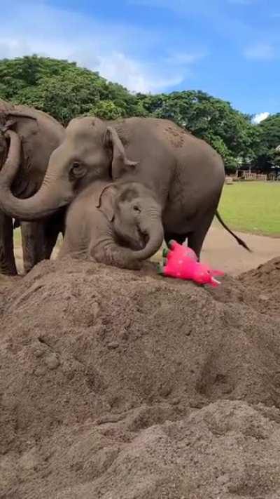 🔥 Baby elephant adores her new toy