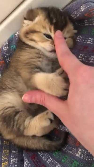 Aggressive criminal sentenced to a lifetime of booping