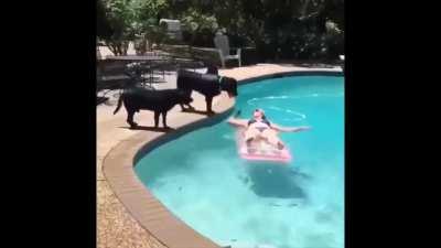 Found this clip in a compilation, whatta clothesline