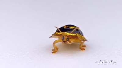 The golden target tortoise beetle