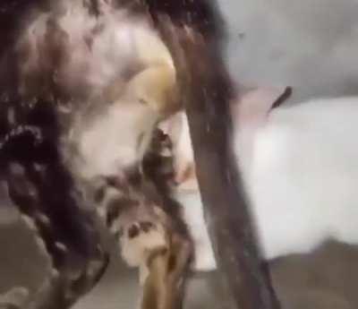 Move your balls aside of my face.