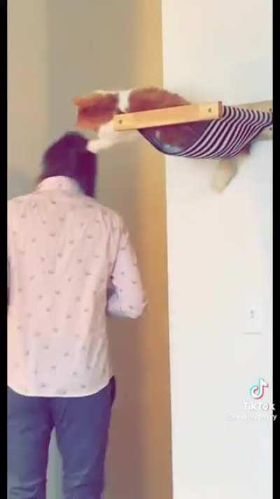 Introducing the new and improved Auto Hat Remover 3000