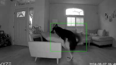 Wunk goes 𝒻𝓇ℯ𝒶𝓀𝓎 immediately after the owner leaves