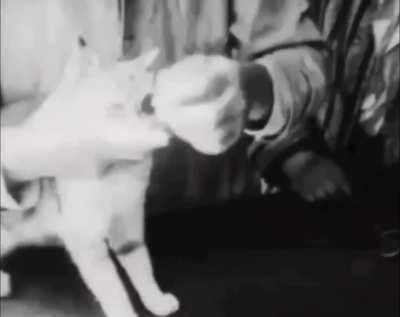 Cats being given prescription glasses in the 1930s