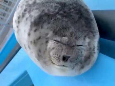 🔥Cute seal