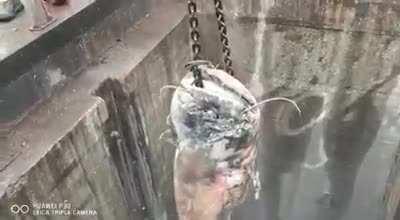 This over 8 feet long fish clogged a drainage pipe in Austria.