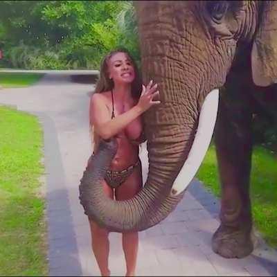 To take a pic with an Elephant