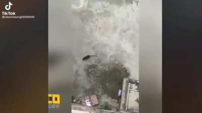 Predator Missile Inbound