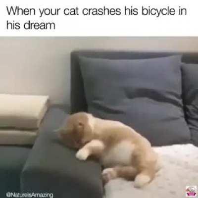 CaT hAs BrUtAl AcCiDeNt aNd LiTeRaLly DiEs