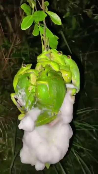 thanks I hate frog orgy