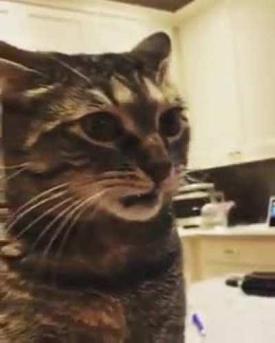 I know that look 😹