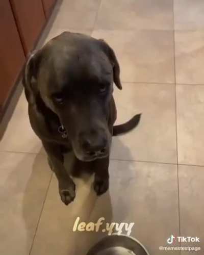 Queria ter um dog assim