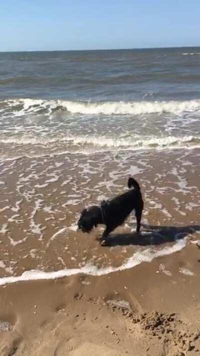 Milo figuring out how to water dog