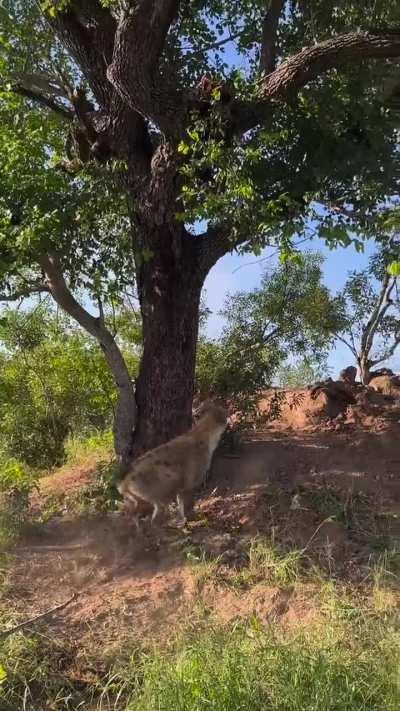 Hyenas can't climb and are relatively bad jumpers.