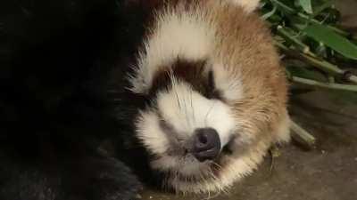 Having a snooze after dinner