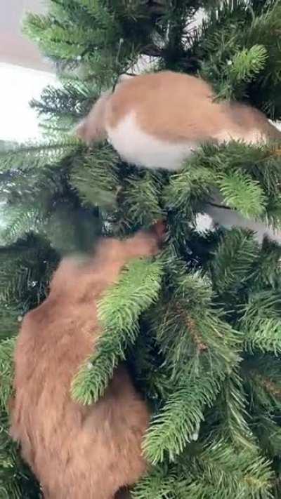 I decided to get live ornaments this year. 😸