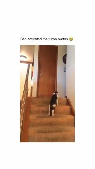 Cat activates turbo mode for my dog.