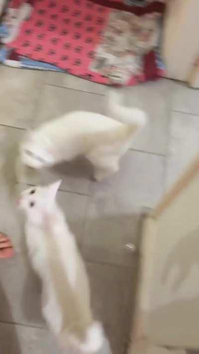 Meal time is a noisy affair...