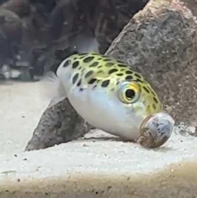 Persephone the Pufferfish just making sure there’s no more signs of life … puffers, man. Weirdest fish I’ve ever owned.
