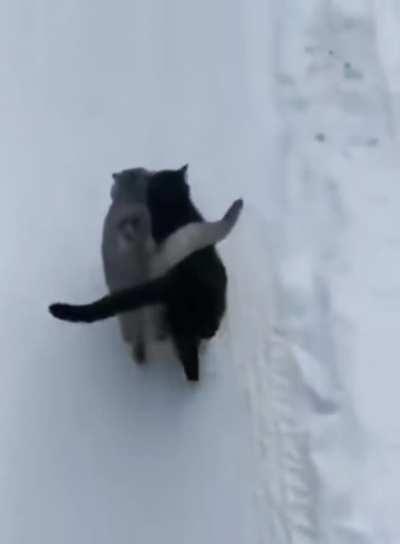 Best friends out for a stroll