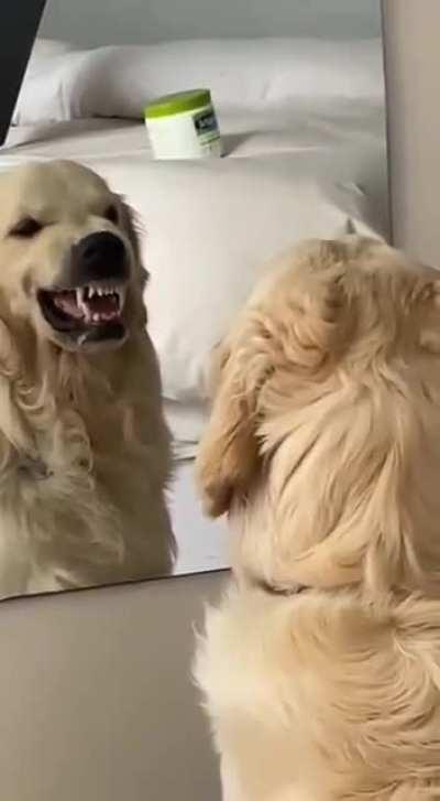 DoG fIgHtS eViL dOpPeLgAnGeR