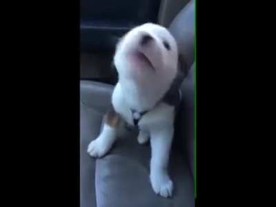 Dog gets angry at his own hiccups