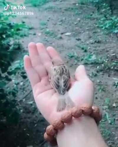 Bird stopped working