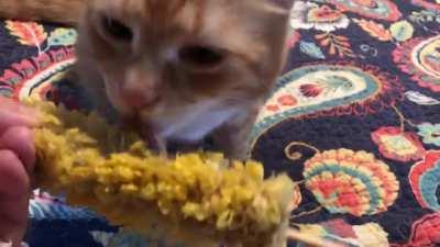 When Your Kitty Develops A Taste For Southern Food!!!