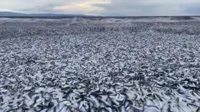 Thousands of tons of sardines wash ashore in Hokkaido