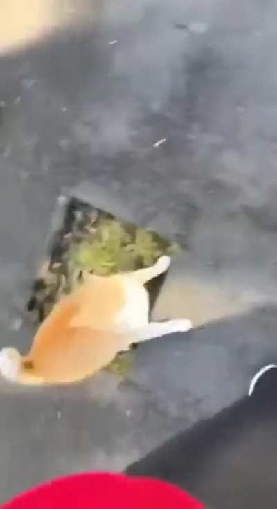 Don't pet the orange cat