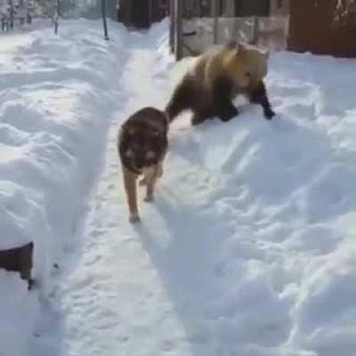In Russia, even the dogs don’t give a fuck
