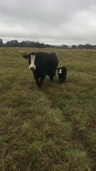 Cow brings baby over to show it off to owner