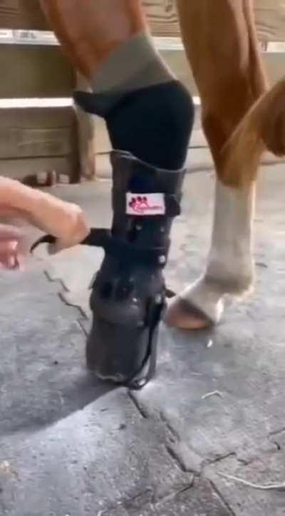 Horse gets a new prosthetic leg and can finally run again