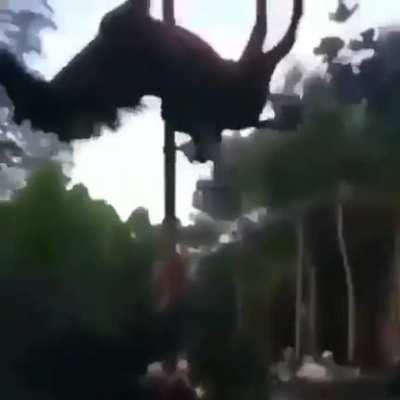 FeelsGoodMan Clap CAVALO NÉ?