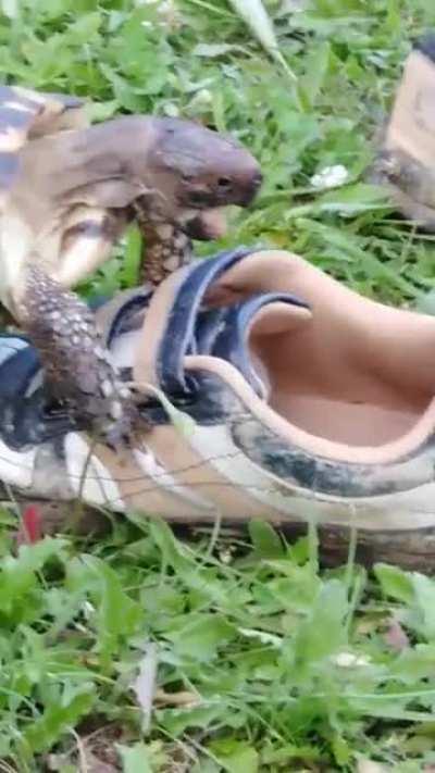 My turtle has a fetish for shoes: