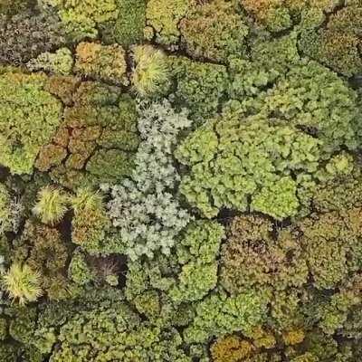 🔥 Ariel view of treetops swaying