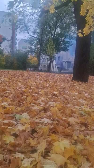 After two years of training, I can finally let Wasabi run free.