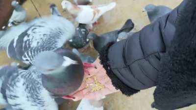 feeding march pigeons