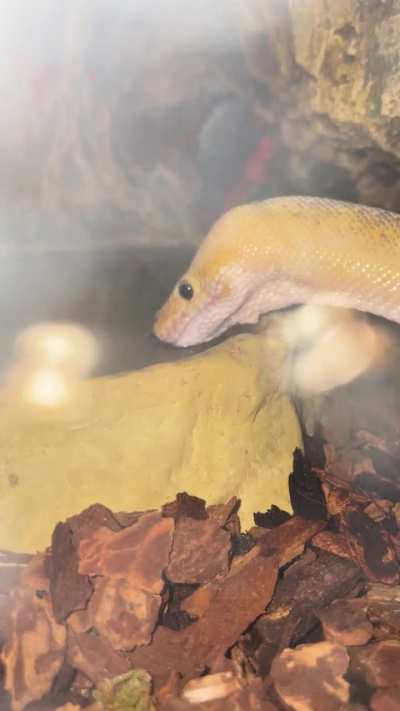 Mochi’s good long sip after eating