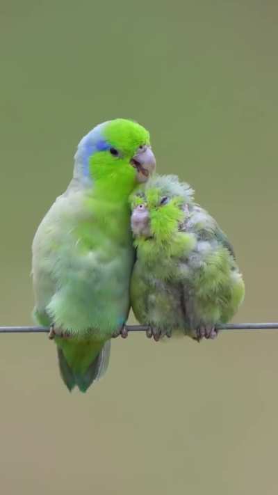Mother parakeet with her chick. She cares for her child with affection.