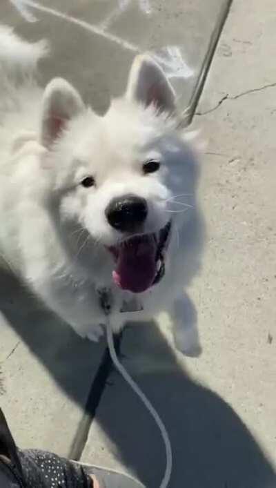 When your dog loves you and walks