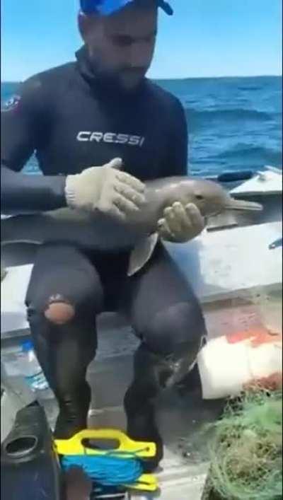 cruel man pulls dolphin out of water and puts net over the poor thing